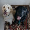 tappeto classico ardebil con cani