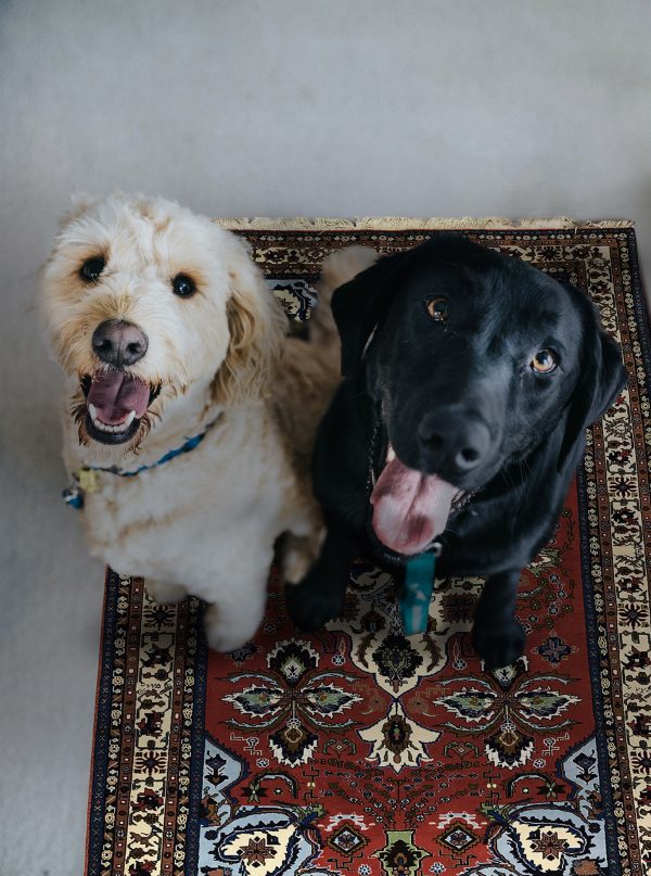 tappeto classico ardebil con cani